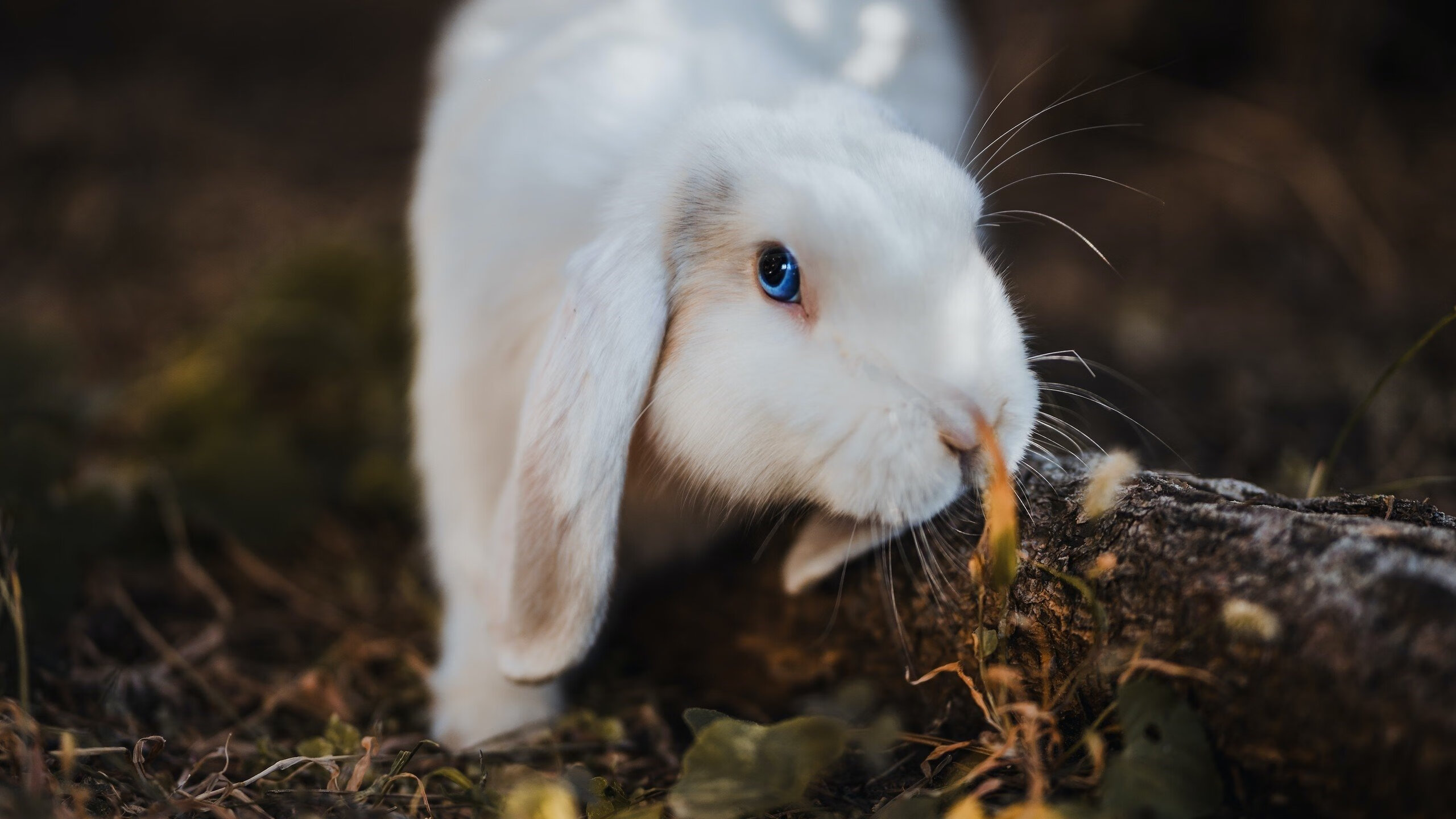 奥运周期关键战之夜，斯通斯惊艳四座